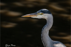CP_L0345