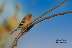 Chaffinch