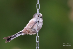 Peek-a-boo-I-see-you