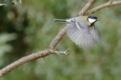 IMG_9869-CR2_DxO_DeepPRIME